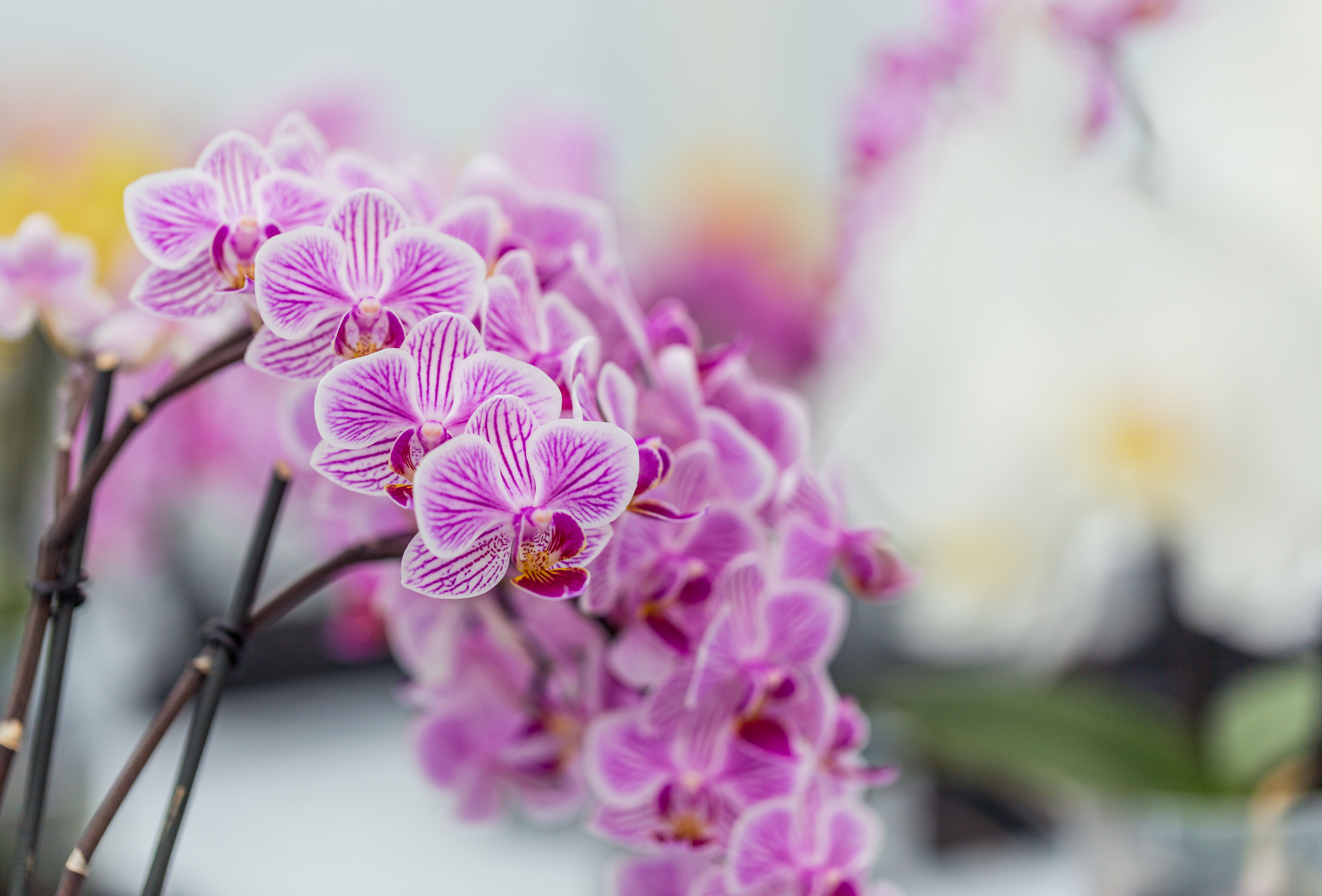 Orchid | Koppert