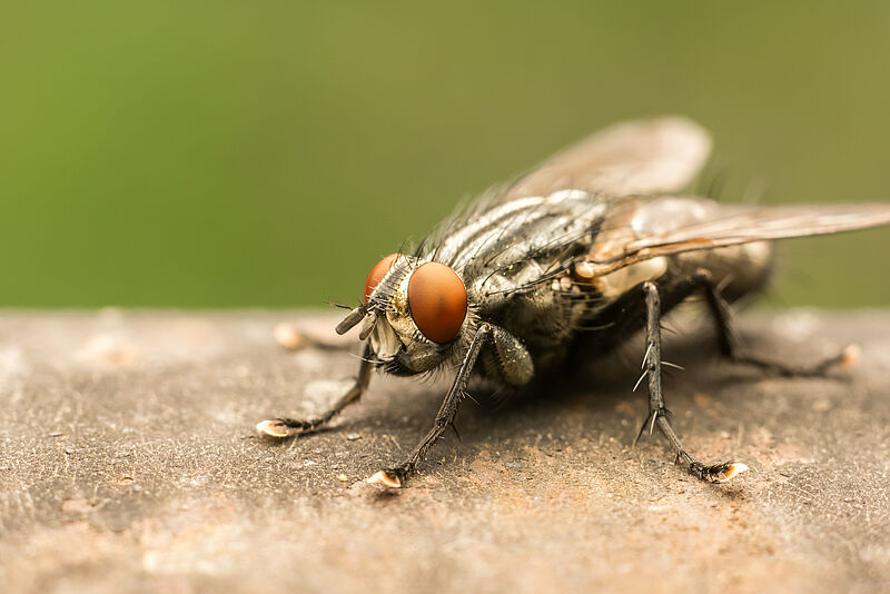 Housefly Musca domestica Adult