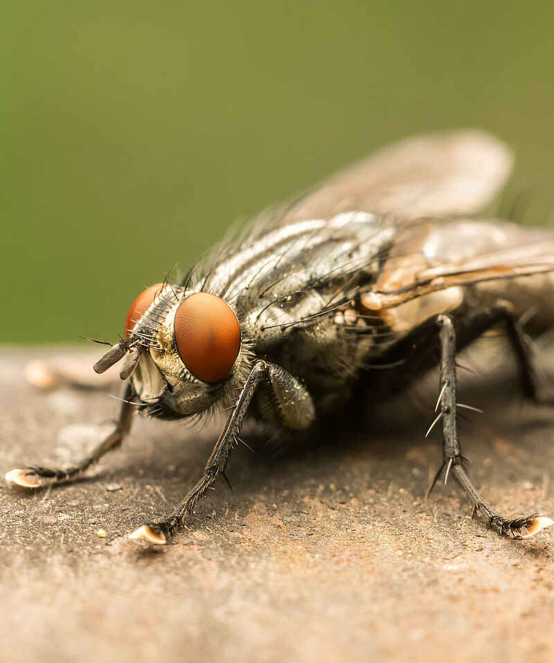 Housefly Musca domestica Adult