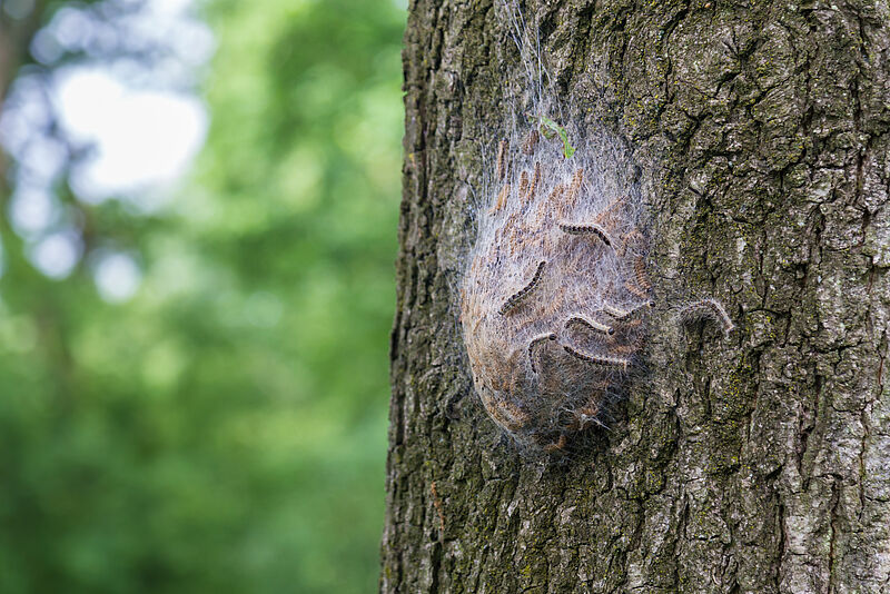 Oak Processionary Moth Thaumetopoea processionea Brochure