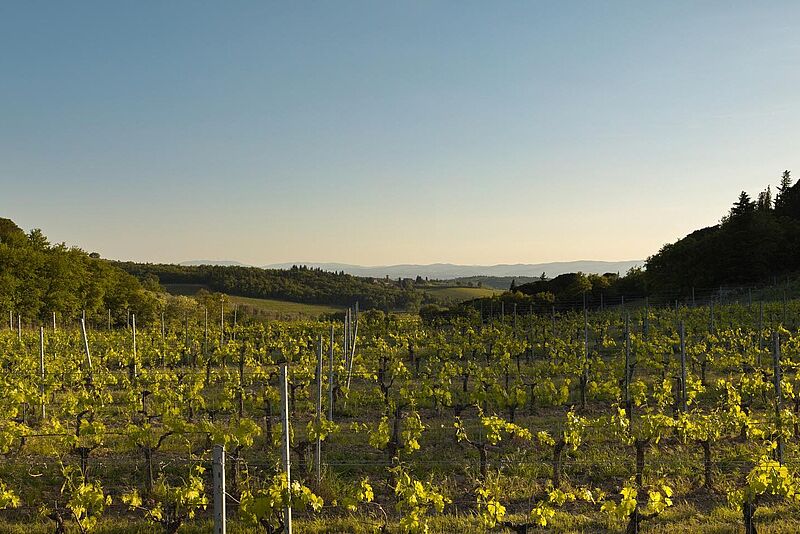 Agricultural landscape wine chianti Italy