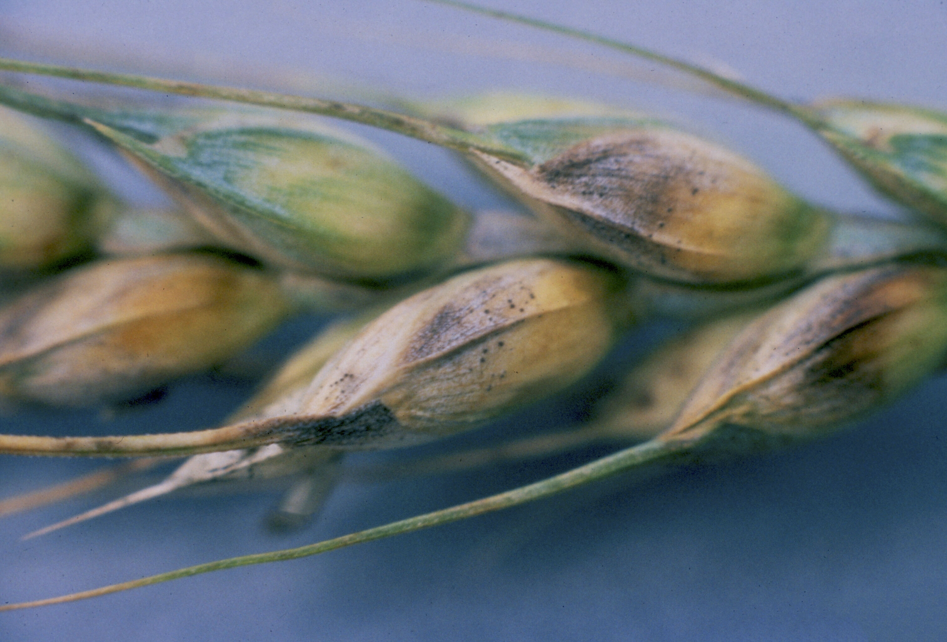 Бурый бактериоз пшеницы