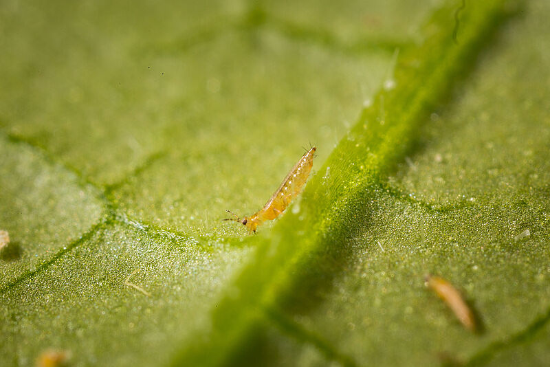 Western Flower Thrips Frankliniella occidentalis on a leaf