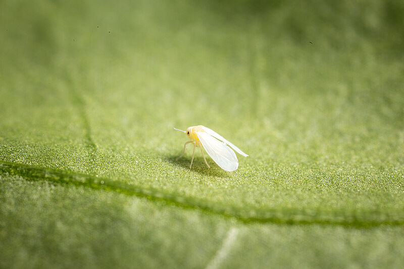 Greenhouse whitefly Trialeurodes vaporariorum Adult Illustration