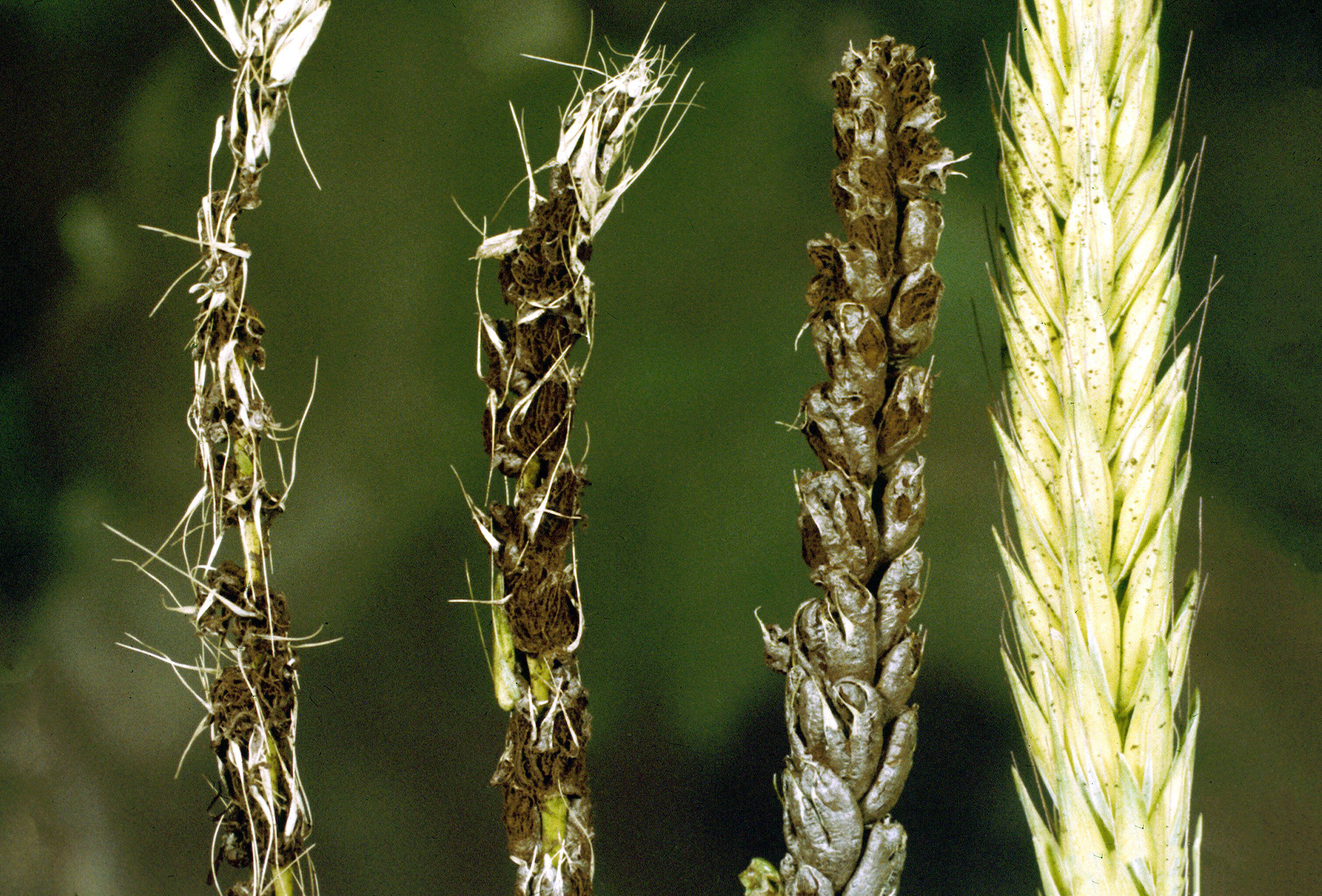 Пыльная Головня озимой пшеницы