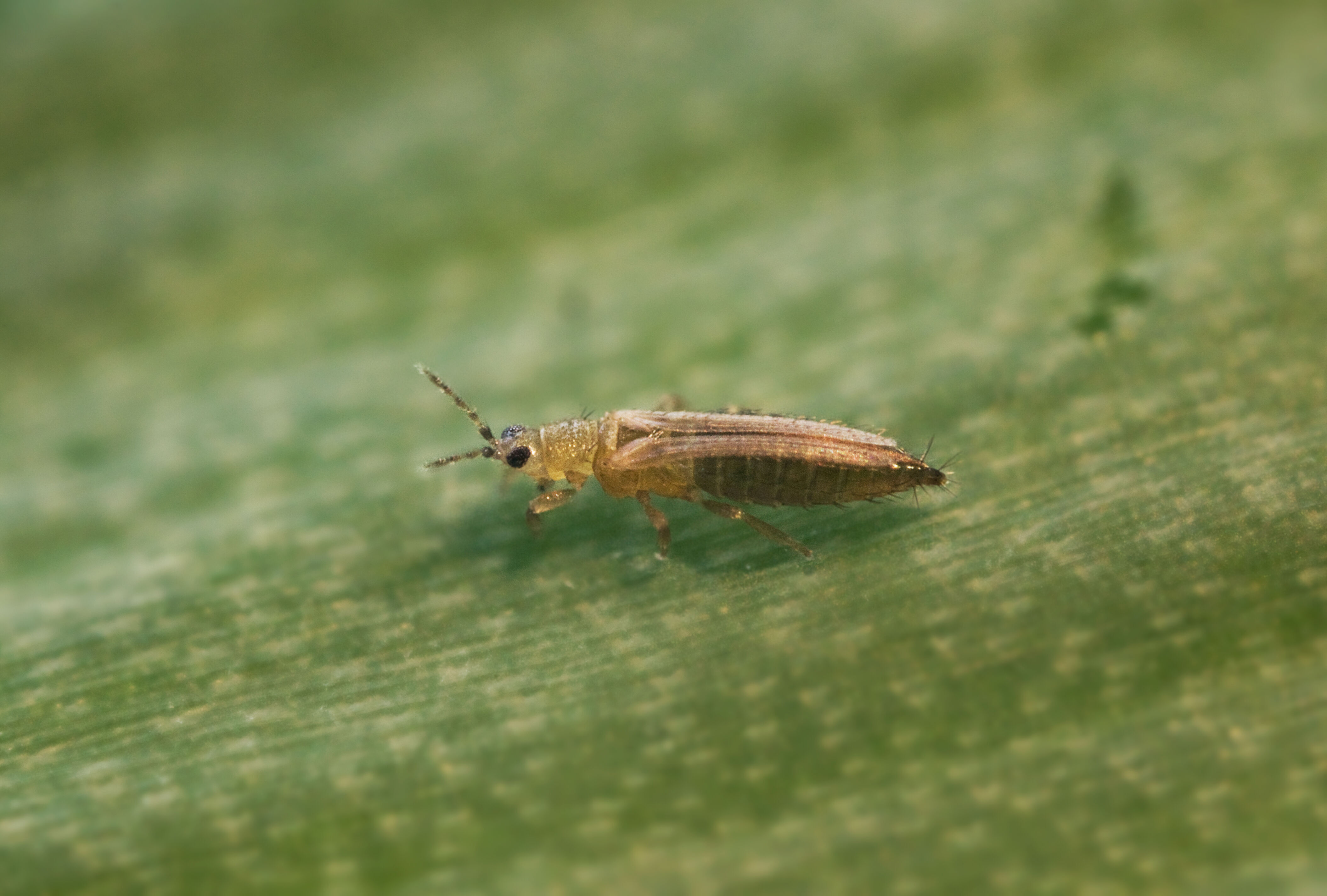 Onion Thrips – Wisconsin Horticulture